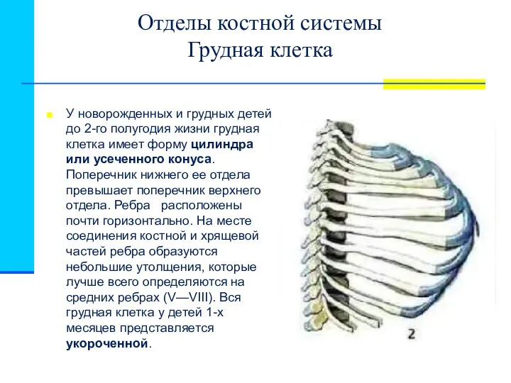 Отделы костной системы Грудная клетка У новорожденных и грудных детей до