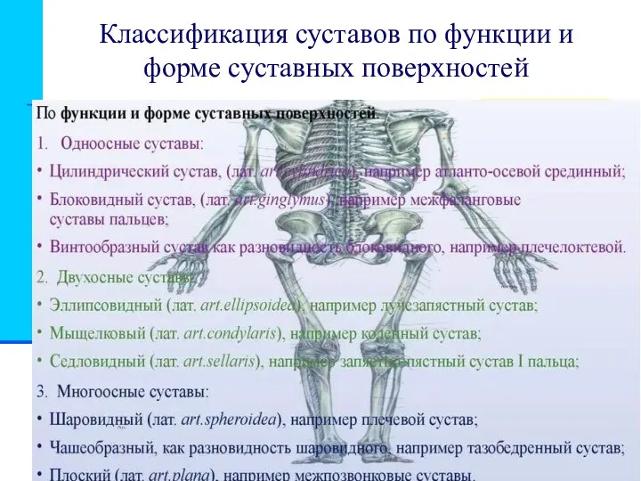 Классификация суставов по функции и форме суставных поверхностей