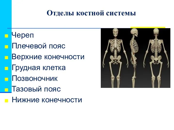 Отделы костной системы Череп Плечевой пояс Верхние конечности Грудная клетка Позвоночник Тазовый пояс Нижние конечности