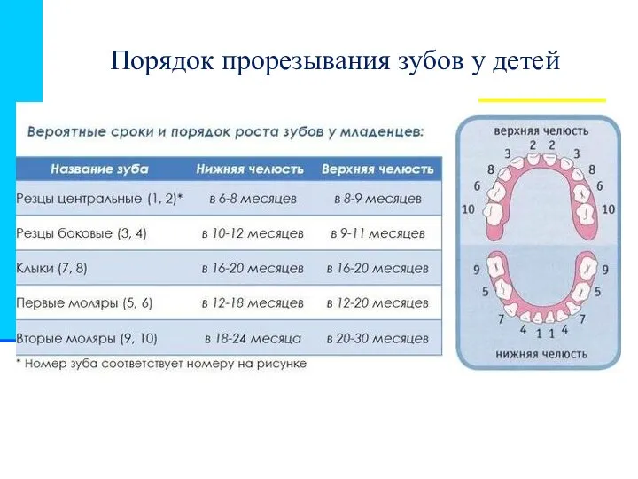 Порядок прорезывания зубов у детей