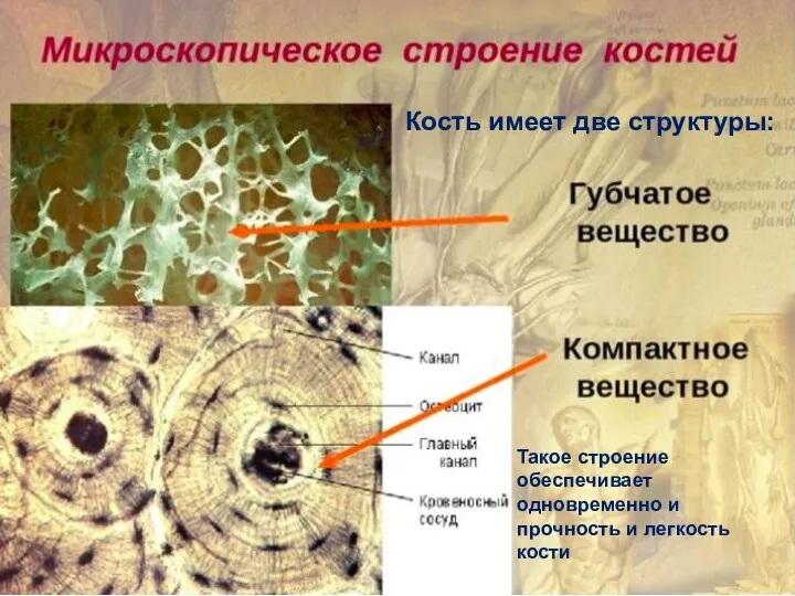 Значение мышечной системы у детей Поперечно-полосатая. Ф-ция опорно-двигательного аппарата(ходьба, жевание, глотание,