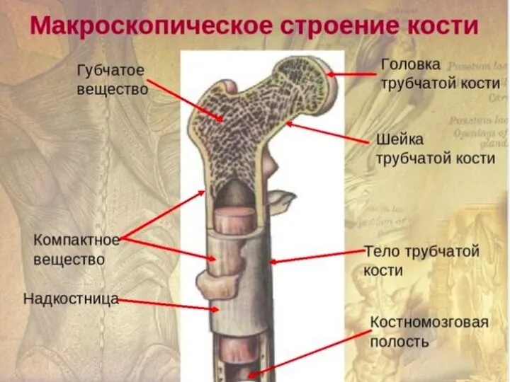 Значение мышечной системы у детей Поперечно-полосатая. Ф-ция опорно-двигательного аппарата(ходьба, жевание, глотание,