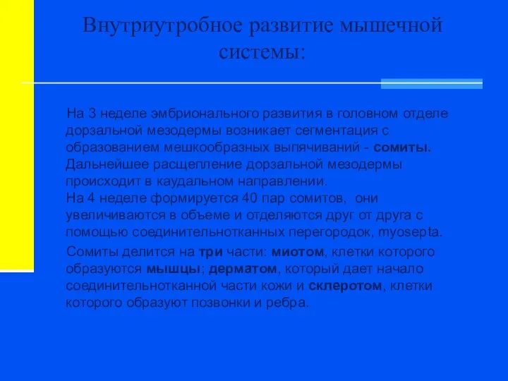 Внутриутробное развитие мышечной системы: На 3 неделе эмбрионального развития в головном