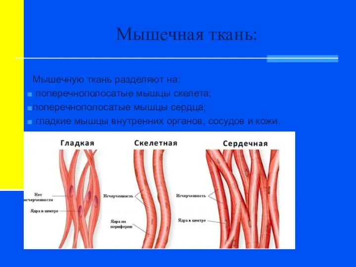 Мышечная ткань: Мышечную ткань разделяют на: поперечнополосатые мышцы скелета; поперечнополосатые мышцы