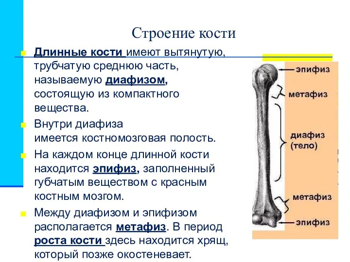 Строение кости Длинные кости имеют вытянутую, трубчатую среднюю часть,называемую диафизом, состоящую