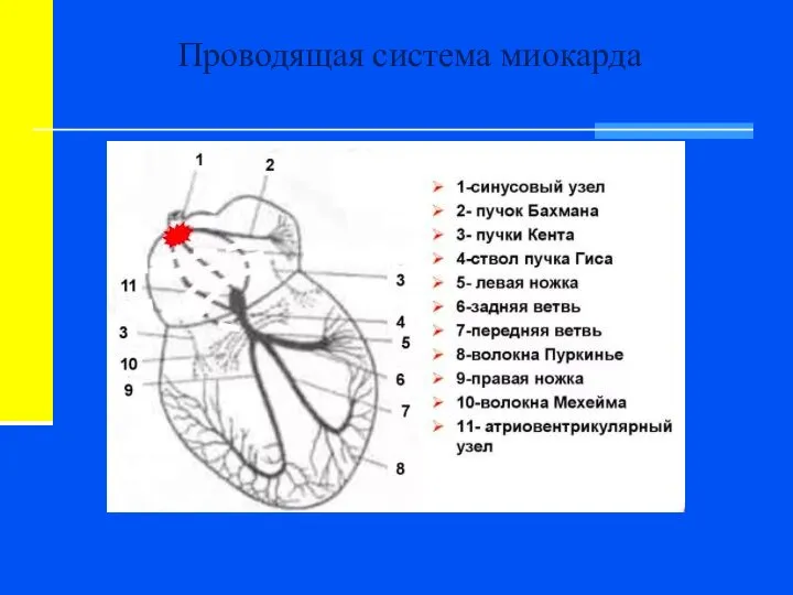 Проводящая система миокарда