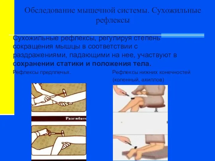 Обследование мышечной системы. Сухожильные рефлексы Сухожильные рефлексы, регулируя степень сокращения мышцы