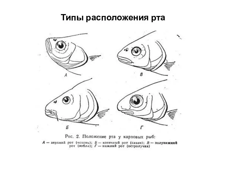 Типы расположения рта