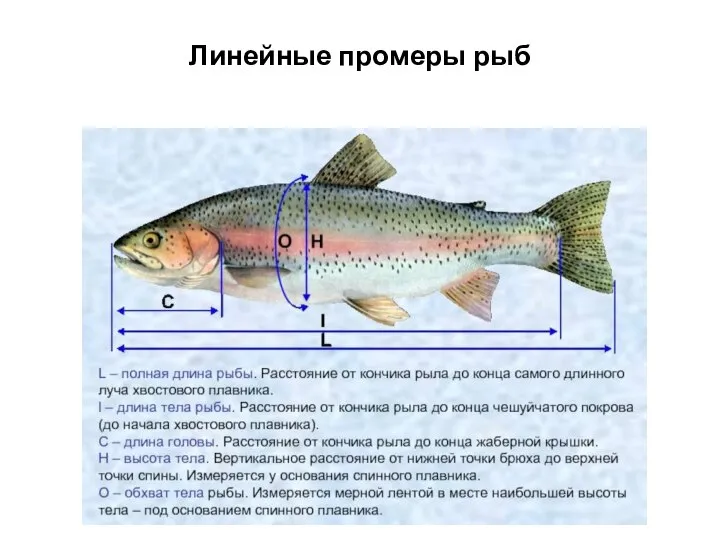 Линейные промеры рыб