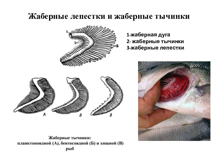 Жаберные лепестки и жаберные тычинки 1-жаберная дуга 2- жаберные тычинки 3-жаберные лепестки