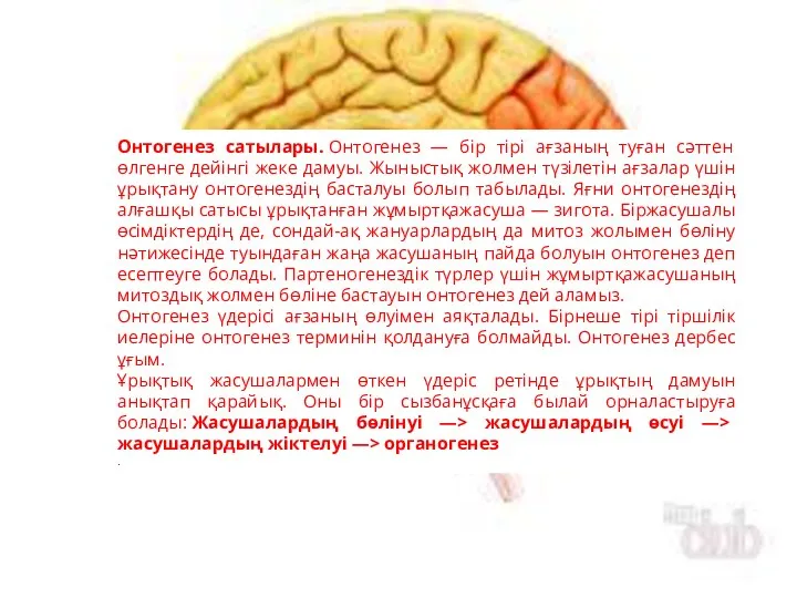 Онтогенез сатылары. Онтогенез — бір тірі ағзаның туған сәттен өлгенге дейінгі