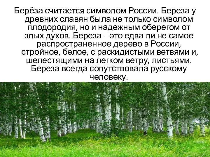 Берёза считается символом России. Береза у древних славян была не только