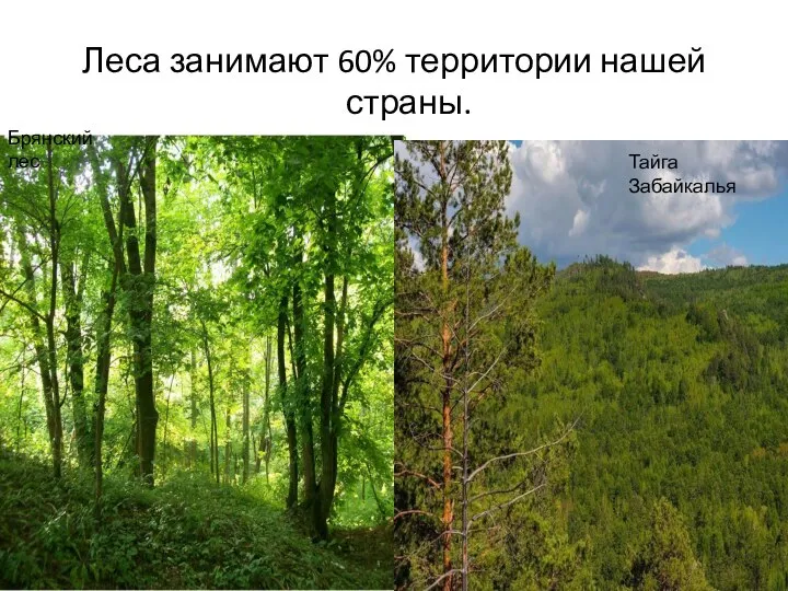 Леса занимают 60% территории нашей страны. Брянский лес Тайга Забайкалья