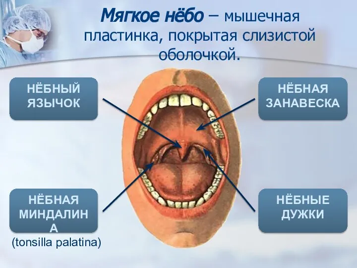 НЁБНЫЙ ЯЗЫЧОК НЁБНАЯ ЗАНАВЕСКА НЁБНЫЕ ДУЖКИ НЁБНАЯ МИНДАЛИНА (tonsilla palatina) Мягкое