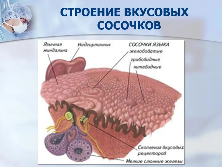 СТРОЕНИЕ ВКУСОВЫХ СОСОЧКОВ