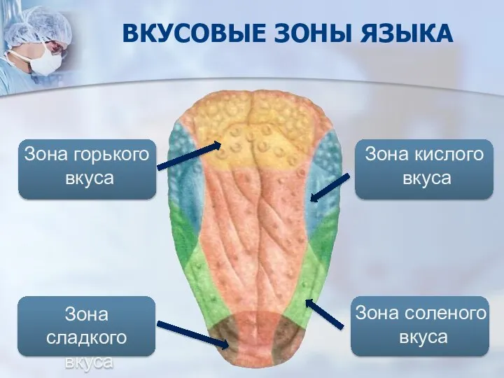 Зона сладкого вкуса ВКУСОВЫЕ ЗОНЫ ЯЗЫКА Зона горького вкуса Зона соленого вкуса Зона кислого вкуса