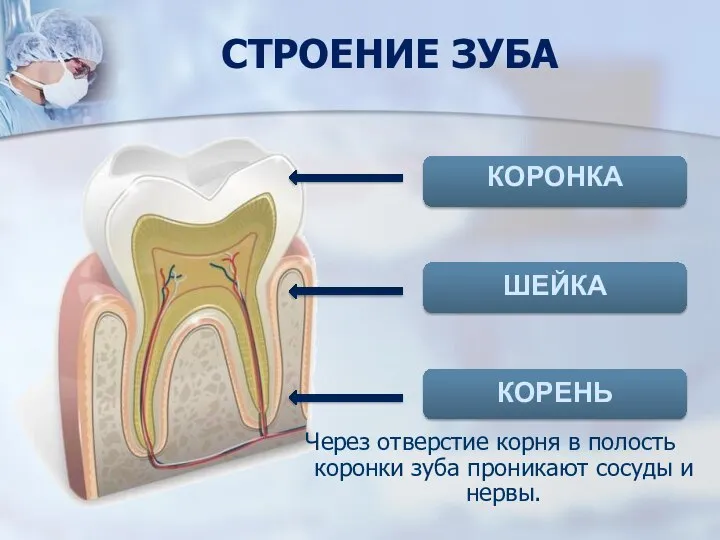 СТРОЕНИЕ ЗУБА Через отверстие корня в полость коронки зуба проникают сосуды и нервы. ШЕЙКА КОРЕНЬ КОРОНКА