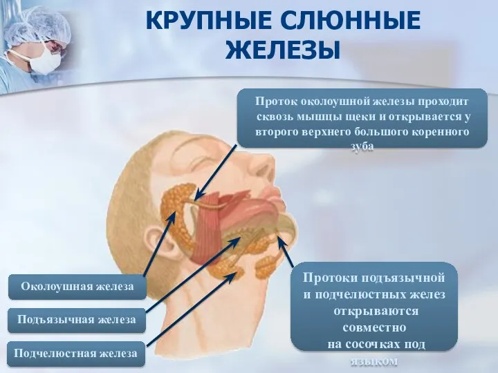 Подчелюстная железа Проток околоушной железы проходит сквозь мышцы щеки и открывается