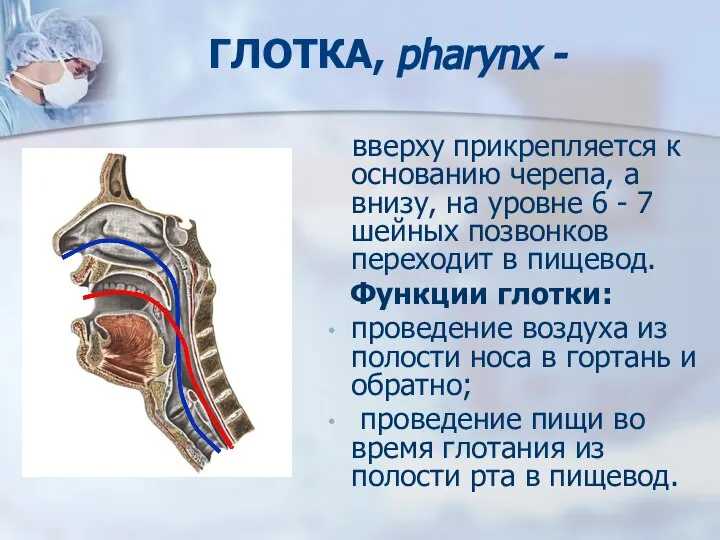 ГЛОТКА, pharynx - вверху прикрепляется к основанию черепа, а внизу, на