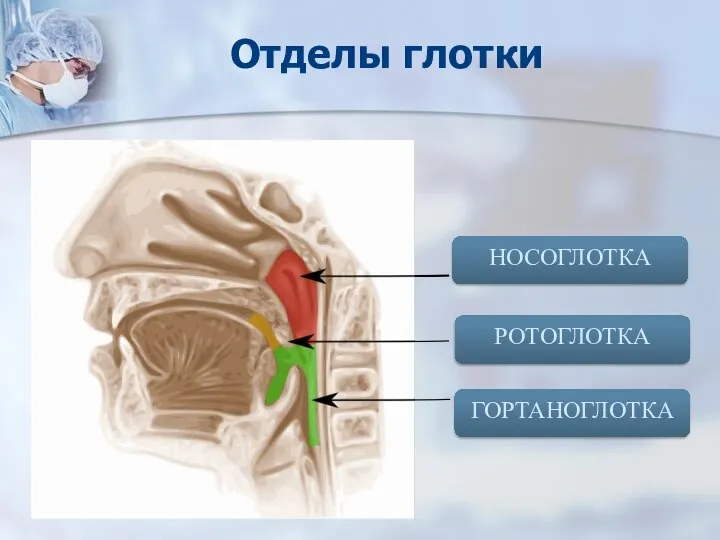 Отделы глотки НОСОГЛОТКА РОТОГЛОТКА ГОРТАНОГЛОТКА