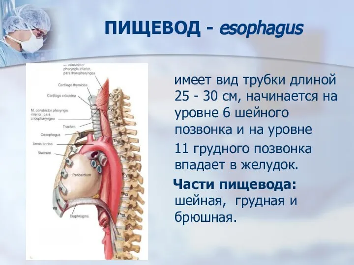 ПИЩЕВОД - esophagus имеет вид трубки длиной 25 - 30 см,