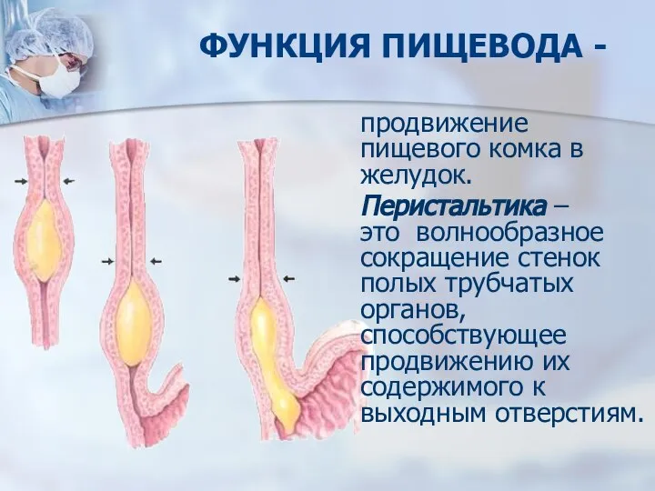 ФУНКЦИЯ ПИЩЕВОДА - продвижение пищевого комка в желудок. Перистальтика – это