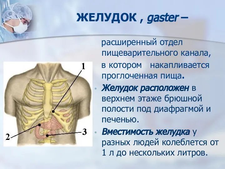 ЖЕЛУДОК , gaster – расширенный отдел пищеварительного канала, в котором накапливается