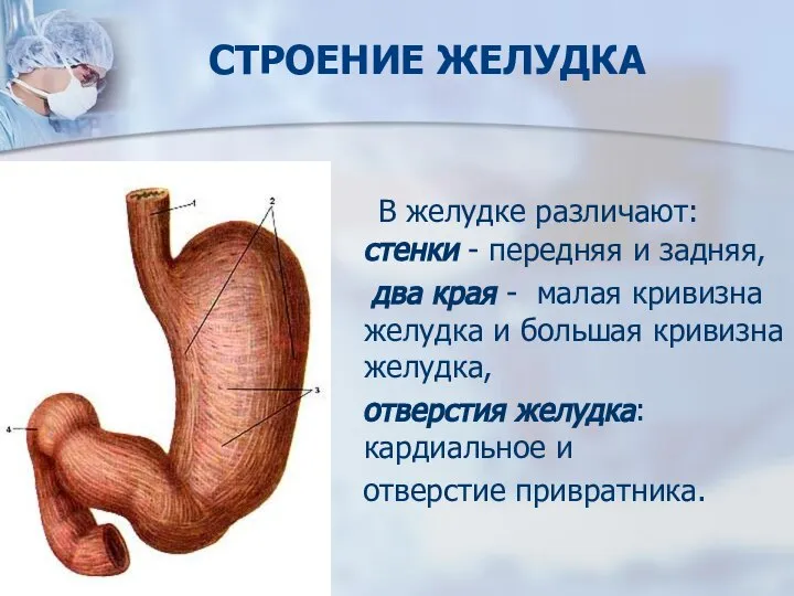 СТРОЕНИЕ ЖЕЛУДКА В желудке различают: стенки - передняя и задняя, два