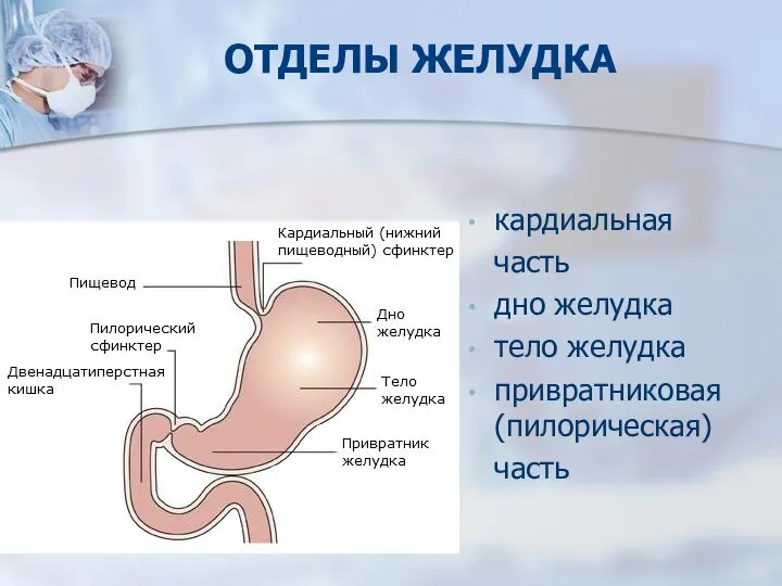 ОТДЕЛЫ ЖЕЛУДКА кардиальная часть дно желудка тело желудка привратниковая (пилорическая) часть