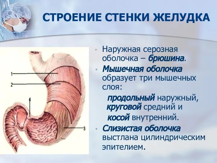 СТРОЕНИЕ СТЕНКИ ЖЕЛУДКА Наружная серозная оболочка – брюшина. Мышечная оболочка образует