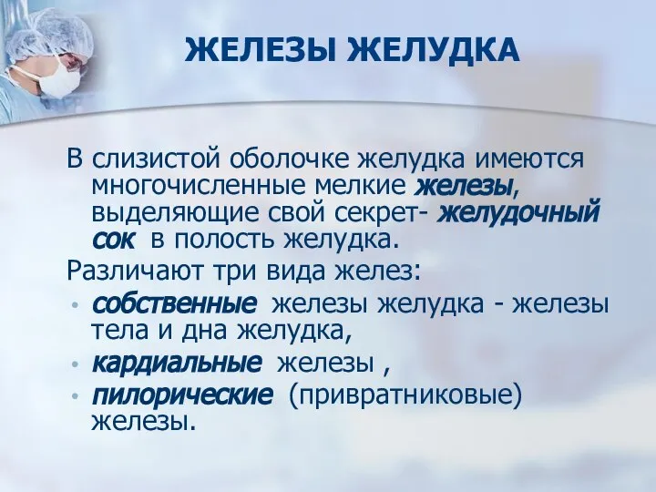 ЖЕЛЕЗЫ ЖЕЛУДКА В слизистой оболочке желудка имеются многочисленные мелкие железы, выделяющие