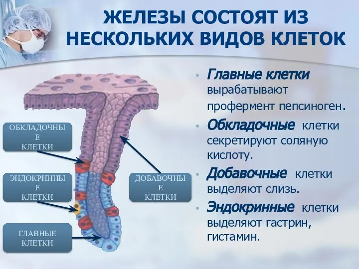 ЖЕЛЕЗЫ СОСТОЯТ ИЗ НЕСКОЛЬКИХ ВИДОВ КЛЕТОК Главные клетки вырабатывают профермент пепсиноген.