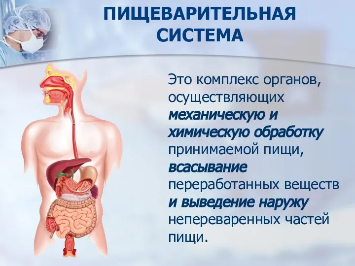 ПИЩЕВАРИТЕЛЬНАЯ СИСТЕМА Это комплекс органов, осуществляющих механическую и химическую обработку принимаемой