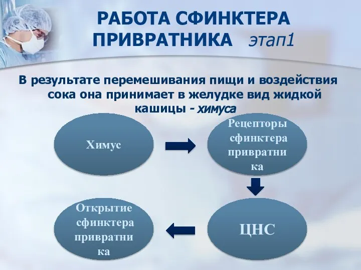 РАБОТА СФИНКТЕРА ПРИВРАТНИКА этап1 В результате перемешивания пищи и воздействия сока