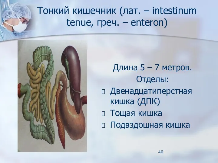 Тонкий кишечник (лат. – intestinum tenue, греч. – enteron) Длина 5