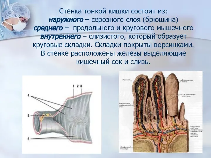 Стенка тонкой кишки состоит из: наружного – серозного слоя (брюшина) среднего