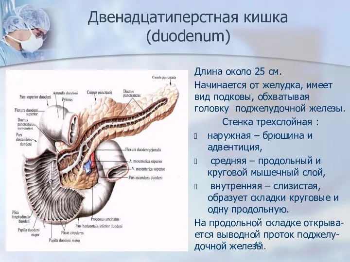 Двенадцатиперстная кишка (duodenum) Длина около 25 см. Начинается от желудка, имеет