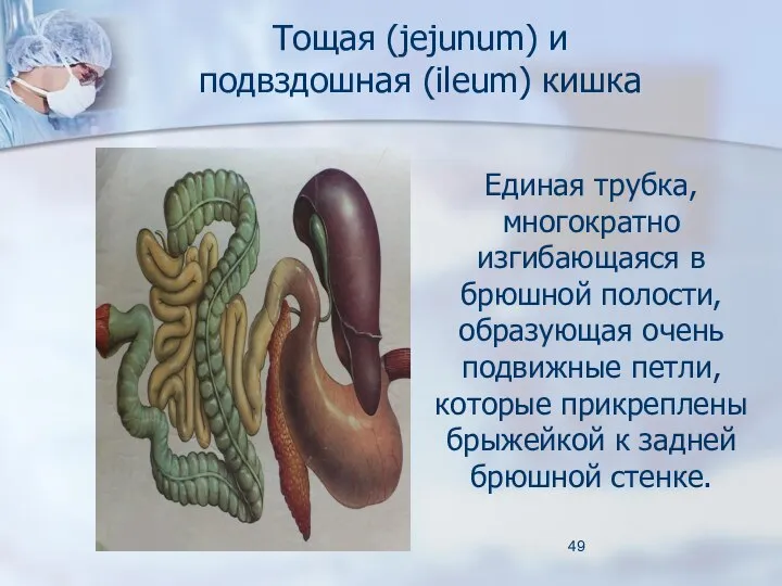 Тощая (jejunum) и подвздошная (ileum) кишка Единая трубка, многократно изгибающаяся в