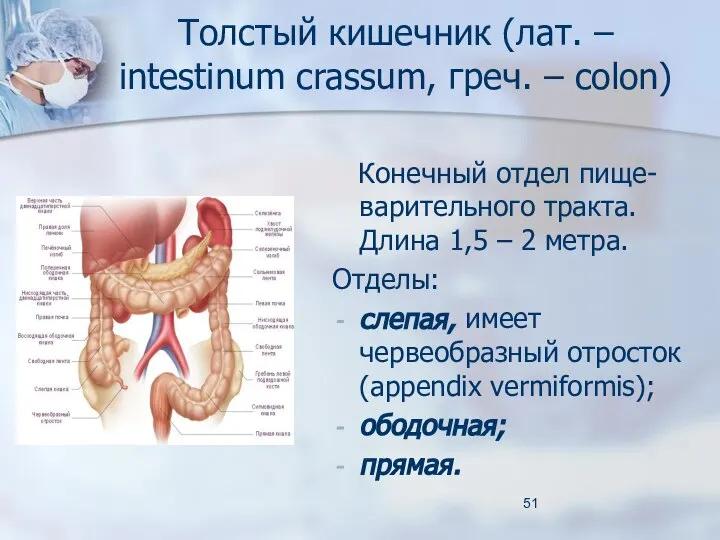 Толстый кишечник (лат. – intestinum crassum, греч. – colon) Конечный отдел