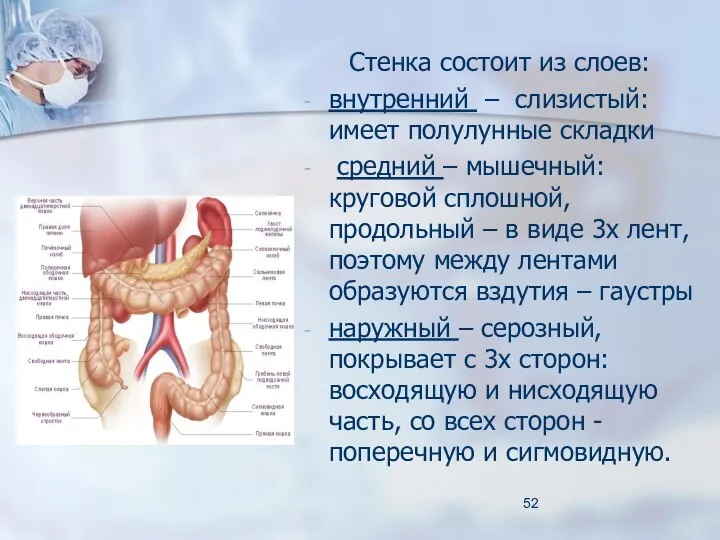 Стенка состоит из слоев: внутренний – слизистый: имеет полулунные складки средний