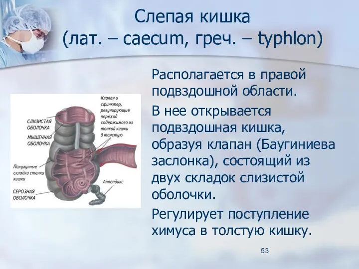 Слепая кишка (лат. – caecum, греч. – typhlon) Располагается в правой