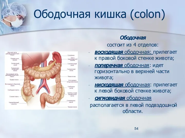 Ободочная кишка (colon) Ободочная состоит из 4 отделов: восходящая ободочная: прилегает