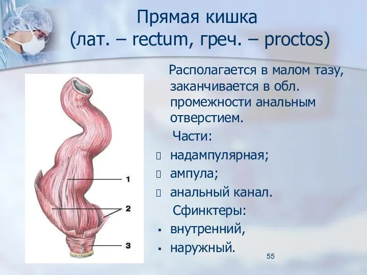 Прямая кишка (лат. – rectum, греч. – proctos) Располагается в малом