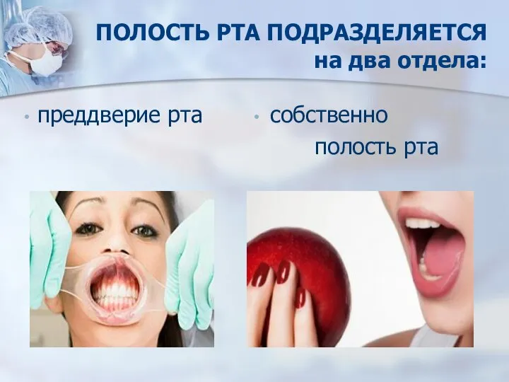 ПОЛОСТЬ РТА ПОДРАЗДЕЛЯЕТСЯ на два отдела: собственно полость рта преддверие рта