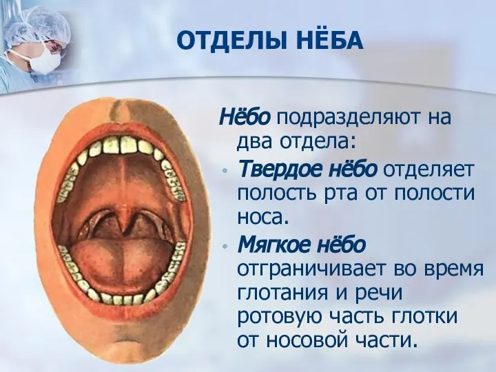 ОТДЕЛЫ НЁБА Нёбо подразделяют на два отдела: Твердое нёбо отделяет полость