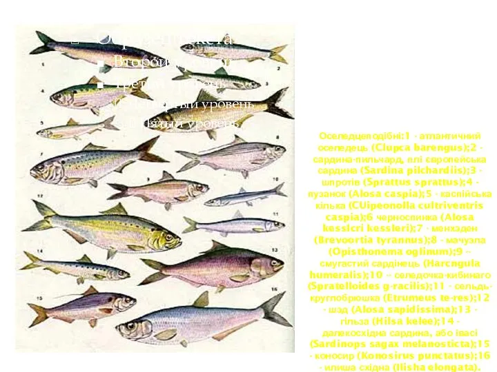 Оселедцеподібні:1 - атлантичний оселедець (Clupca barengus);2 - сардина-пильчард, плі європейська сардина
