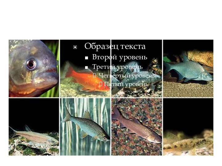 Коропоподібні. Верхній ряд, зліва направо: піраня Наттерера, золотий карась, сазан, лящ.