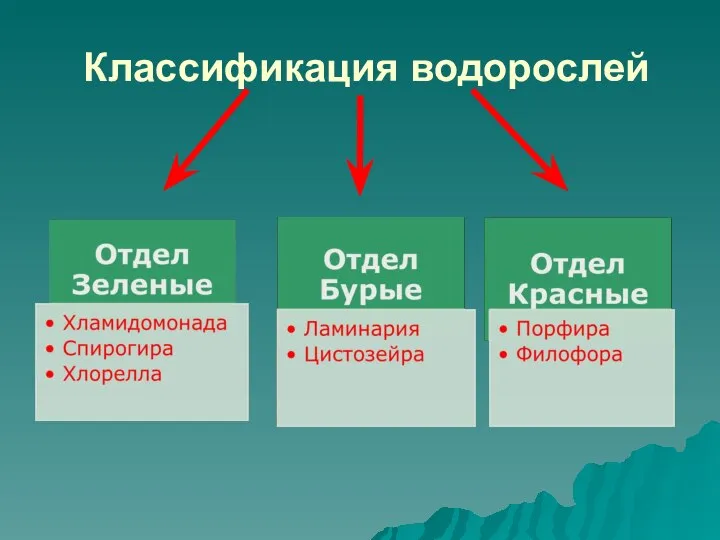 Классификация водорослей