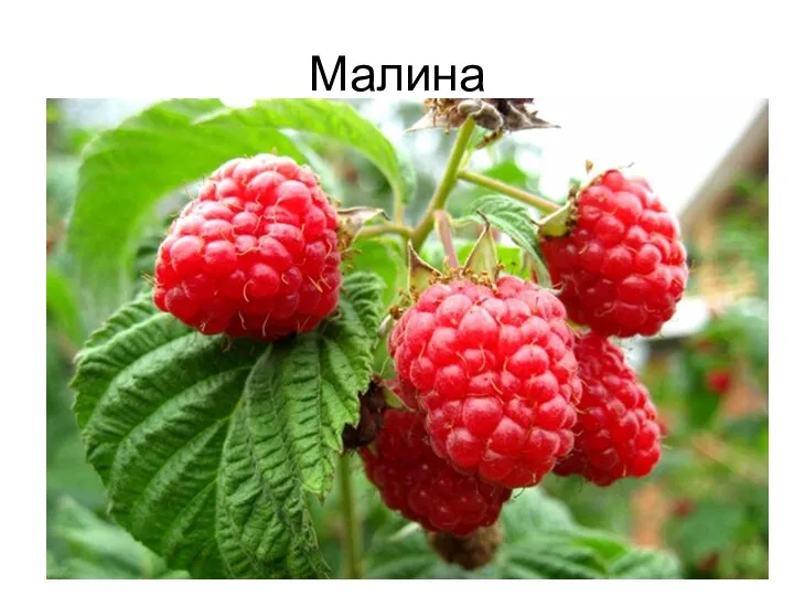 Малина