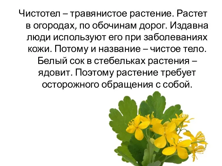 Чистотел – травянистое растение. Растет в огородах, по обочинам дорог. Издавна